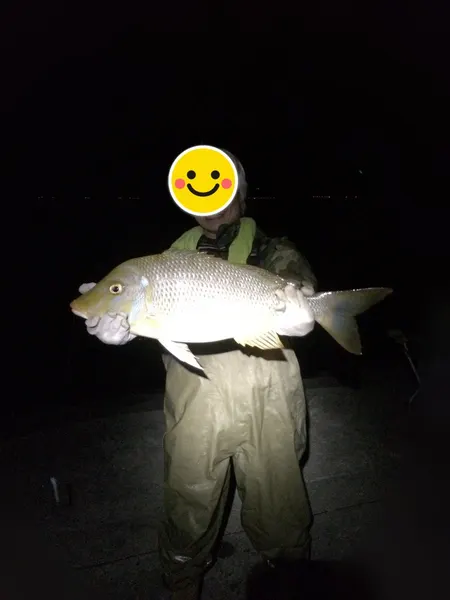 ヒットセンサー屋さんの釣果（タマン） 2枚目