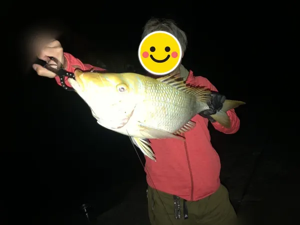 ヒットセンサー屋さんの釣果（タマン）
