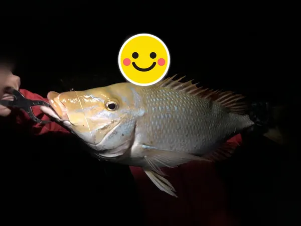 ヒットセンサー屋さんの釣果（タマン） 2枚目